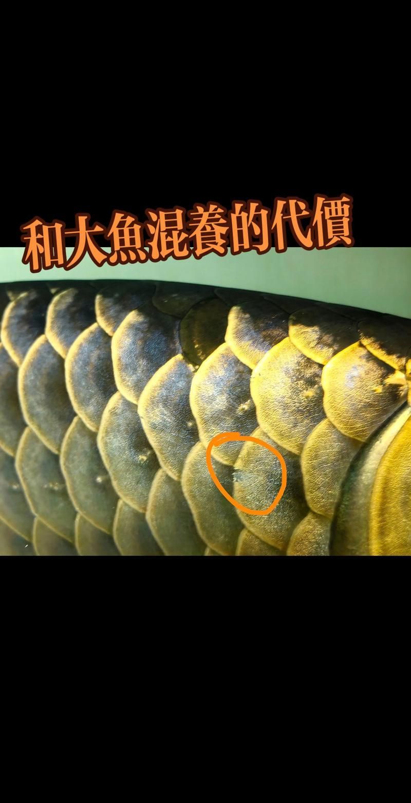 如何鑒別紅花崗龍魚的真偽？，如何鑒別紅花崗龍魚的真偽 如何鑒別紅花崗龍魚的真偽？，如何鑒別紅花崗龍魚的真偽 龍魚百科 第6張