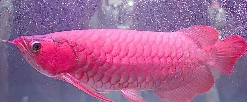 推薦一些價格適中的紅龍魚品種，價格適中且穩定出紅的紅龍魚