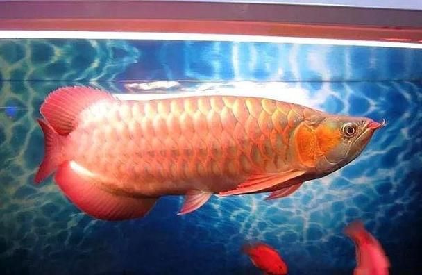 推薦一些價格適中的紅龍魚品種，價格適中且穩定出紅的紅龍魚