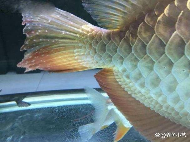 給我一些預防龍魚腹部腫脹的圖片，如何預防和治療龍魚腹部腫脹