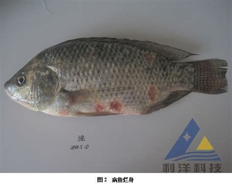 豎鱗病最佳治療方法魚，豎鱗病治療詳解 豎鱗病最佳治療方法魚，豎鱗病治療詳解 龍魚百科