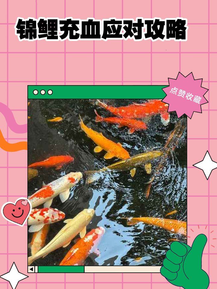 重度充血時如何挽救病魚，奇思妙想寵物錄，錦鯉身體發紅充血應對攻略