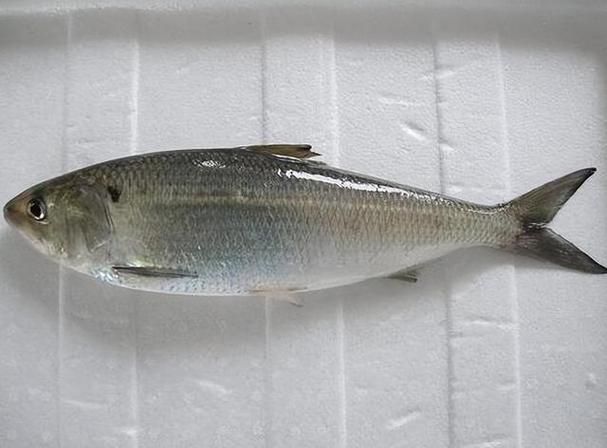 十大養不死的淡水魚有哪些圖片，十大耐養淡水魚圖片