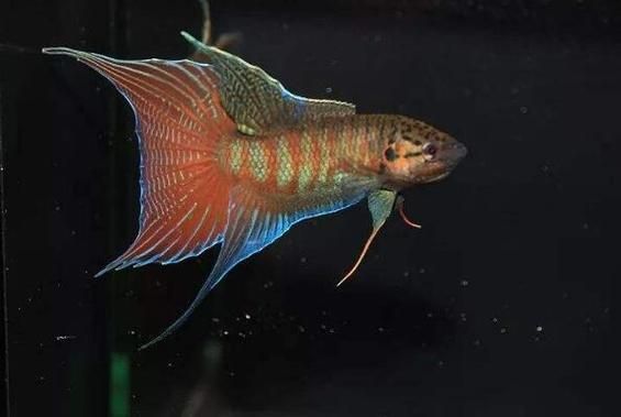 十大養不死的淡水魚有哪些圖片，十大耐養淡水魚圖片