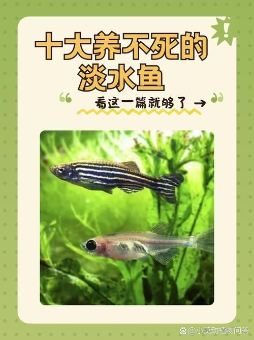 十大養不死的淡水魚有哪些圖片，十大耐養淡水魚圖片