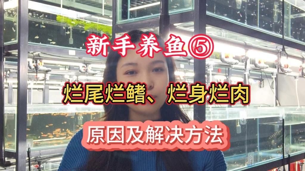 魚爛肉爛身能自愈嗎，養魚筆記第2季88集:觀賞魚爛尾爛尾爛鰭,爛身能治愈嗎