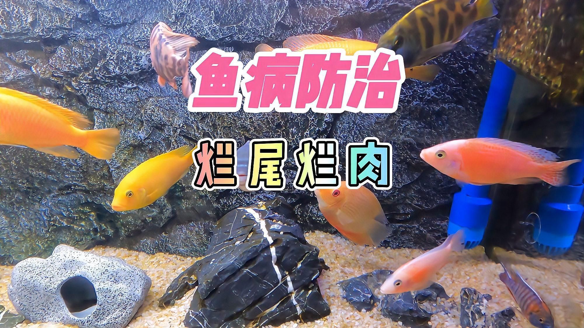 魚爛肉爛身能自愈嗎，養魚筆記第2季88集:觀賞魚爛尾爛尾爛鰭,爛身能治愈嗎