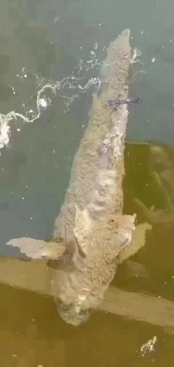 如何判斷銀龍魚潰爛是否繼發水霉菌感染，如何判斷銀龍魚是否潰爛