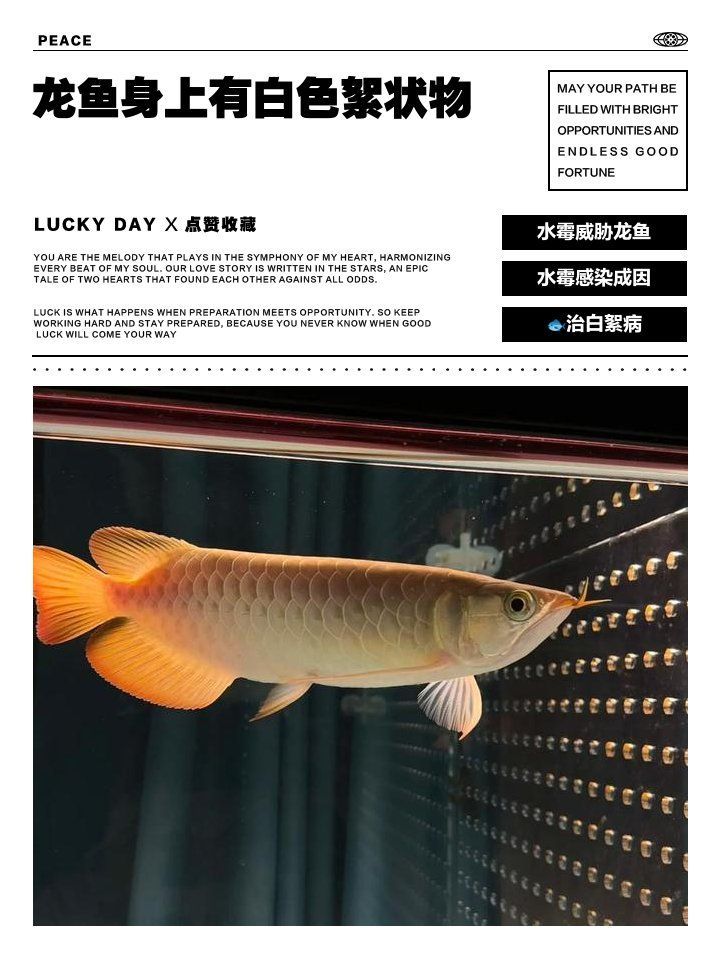 龍魚白霉病多久能治好