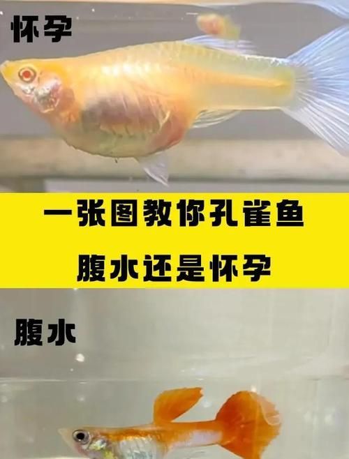 哪些魚種適合鹽浴治療魚腹水，關于鹽浴治療魚類腹水