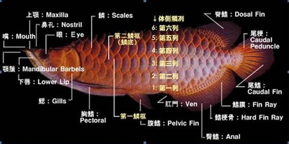 龍魚的營養價值有哪些具體數據,用戶要求詳解龍魚的營養價值并要求1000字描述和配圖 龍魚百科 第6張 龍魚的營養價值有哪些具體數據,用戶要求詳解龍魚的營養價值并要求1000字描述和配圖 龍魚的營養價值有哪些具體數據,用戶要求詳解龍魚的營養價值并要求1000字描述和配圖 龍魚百科 第6張