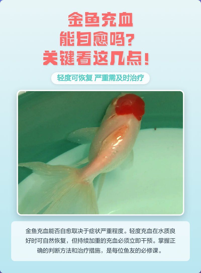 魚腹部充血會自愈嗎，如何判斷魚腹部充血是否嚴重？ 魚腹部充血會自愈嗎，如何判斷魚腹部充血是否嚴重？ 龍魚百科 第2張