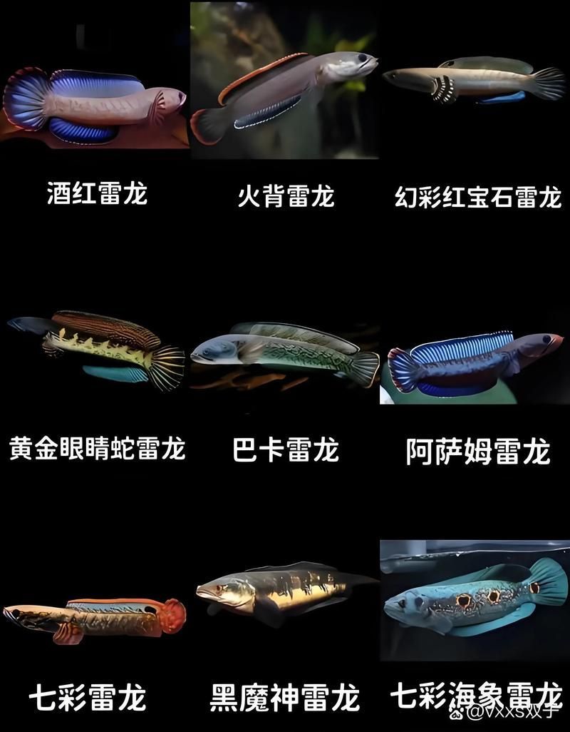 給我推薦一些適合新手的雷龍魚圖片，新手入門雷龍魚飼養清單