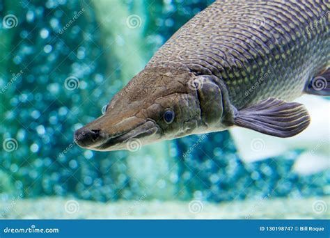 龍魚浮頭下鹽，龍魚浮頭下鹽怎么辦