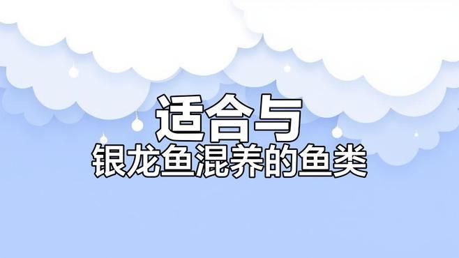 銀龍魚能和其他哪些魚混養(yǎng)，適合與銀龍魚混養(yǎng)的魚有哪些上行魚適合與它共處晴途 銀龍魚能和其他哪些魚混養(yǎng)，適合與銀龍魚混養(yǎng)的魚有哪些上行魚適合與它共處晴途 龍魚百科 第2張