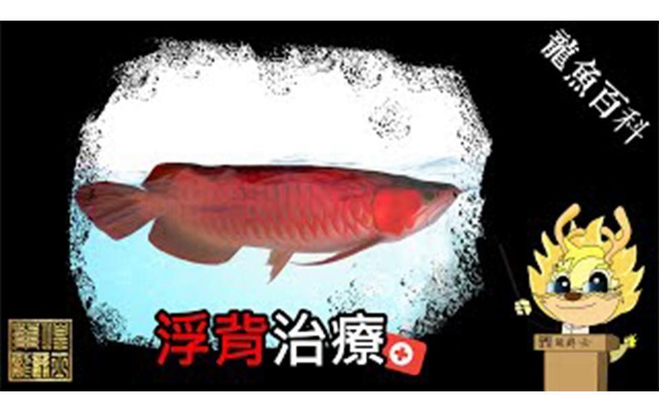 龍魚浮背如何急救處理？，龍魚浮背怎么辦？