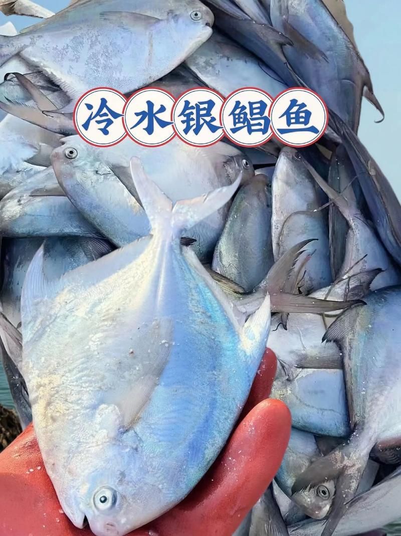 從化龍魚和鯧魚的價格差異大嗎？，從化龍魚與鯧魚價格差異 從化龍魚和鯧魚的價格差異大嗎？，從化龍魚與鯧魚價格差異 龍魚百科 第6張