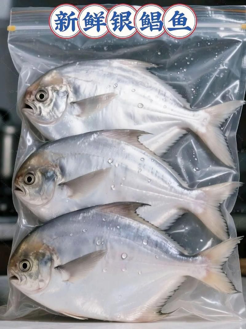 從化龍魚和鯧魚的價格差異大嗎？，從化龍魚與鯧魚價格差異 從化龍魚和鯧魚的價格差異大嗎？，從化龍魚與鯧魚價格差異 龍魚百科 第11張