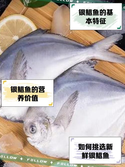 從化龍魚和鯧魚的價格差異大嗎？，從化龍魚與鯧魚價格差異 從化龍魚和鯧魚的價格差異大嗎？，從化龍魚與鯧魚價格差異 龍魚百科 第7張