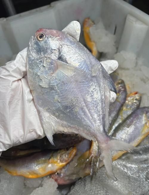從化龍魚和鯧魚的價格差異大嗎？，從化龍魚與鯧魚價格差異 從化龍魚和鯧魚的價格差異大嗎？，從化龍魚與鯧魚價格差異 龍魚百科 第8張