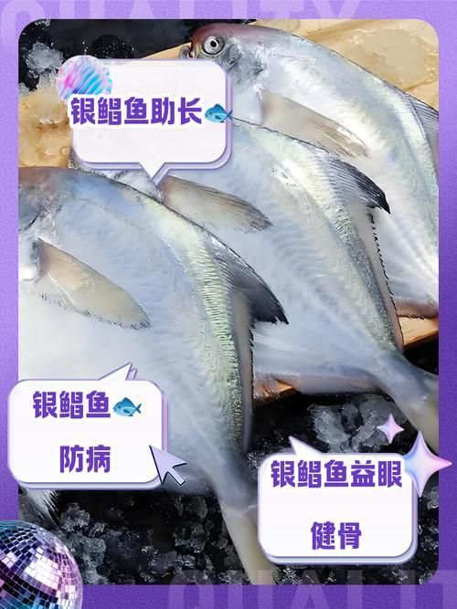 從化龍魚和鯧魚的價格差異大嗎？，從化龍魚與鯧魚價格差異 從化龍魚和鯧魚的價格差異大嗎？，從化龍魚與鯧魚價格差異 龍魚百科 第9張