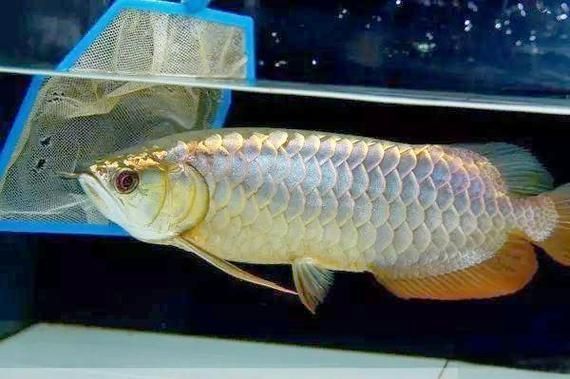 紫色龍魚有哪些獨特之處？，紫色龍魚如何選擇