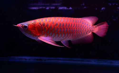 紫色龍魚有哪些獨特之處？，紫色龍魚如何選擇