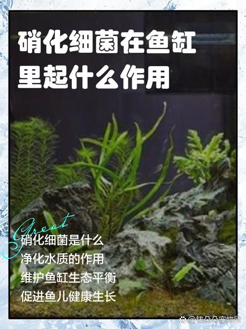 推薦一些有效的魚缸細菌抑制劑，百因美、奇跡、雙鷹特魚缸細菌抑制劑