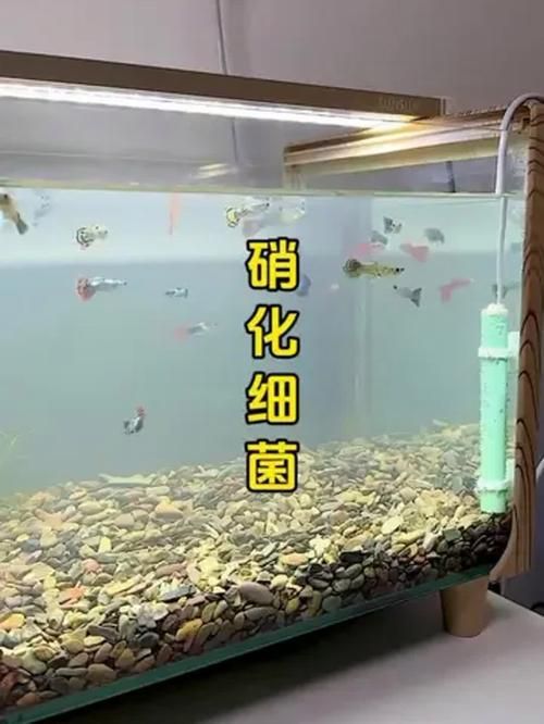 推薦一些有效的魚缸細菌抑制劑，百因美、奇跡、雙鷹特魚缸細菌抑制劑