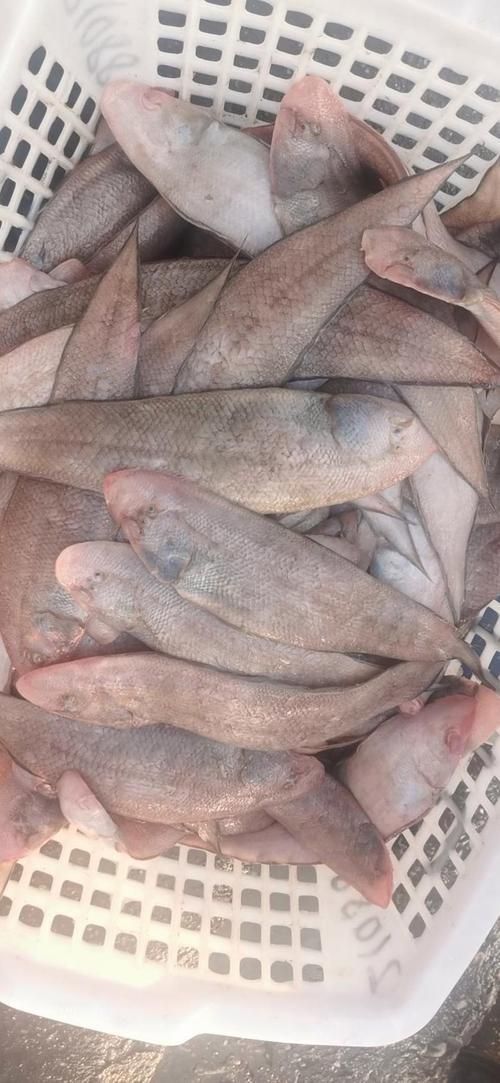 深海龍利魚的市場價格，深海龍利魚的價格