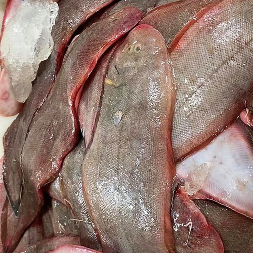 深海龍利魚的市場價格，深海龍利魚的價格