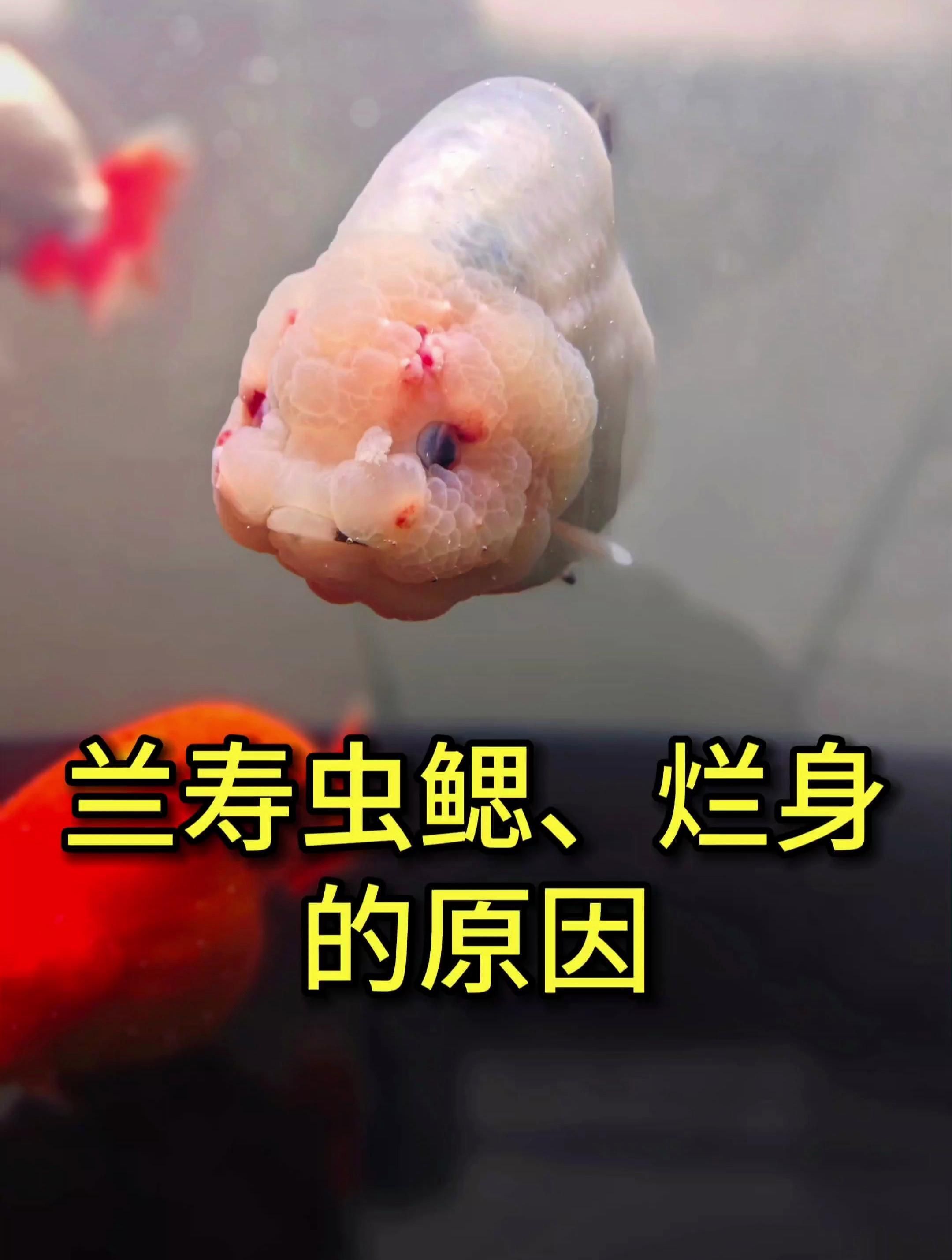 金魚眼睛充血會自愈嗎，金魚眼睛充血多久會好,如何判斷金魚眼睛充血是否嚴重