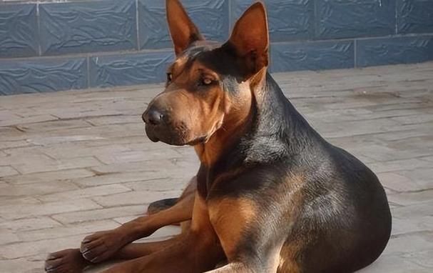 中國紅龍犬的價格是多少，中國紅龍犬市場價格大幅回落，中國紅龍犬的壽命有多長 中國紅龍犬的價格是多少，中國紅龍犬市場價格大幅回落，中國紅龍犬的壽命有多長 龍魚百科 第5張