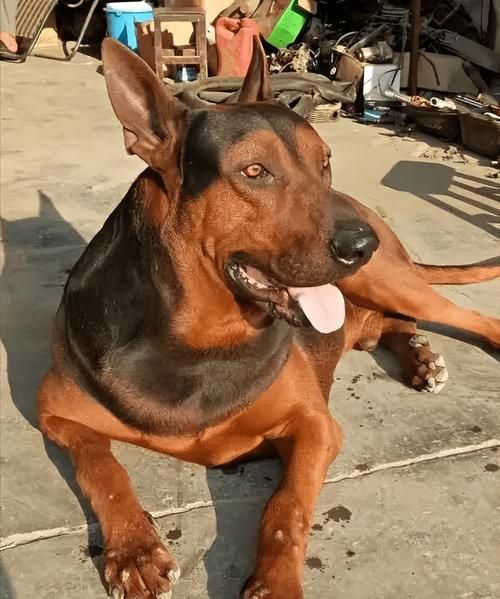中國紅龍犬的價格是多少，中國紅龍犬市場價格大幅回落，中國紅龍犬的壽命有多長 中國紅龍犬的價格是多少，中國紅龍犬市場價格大幅回落，中國紅龍犬的壽命有多長 龍魚百科 第1張