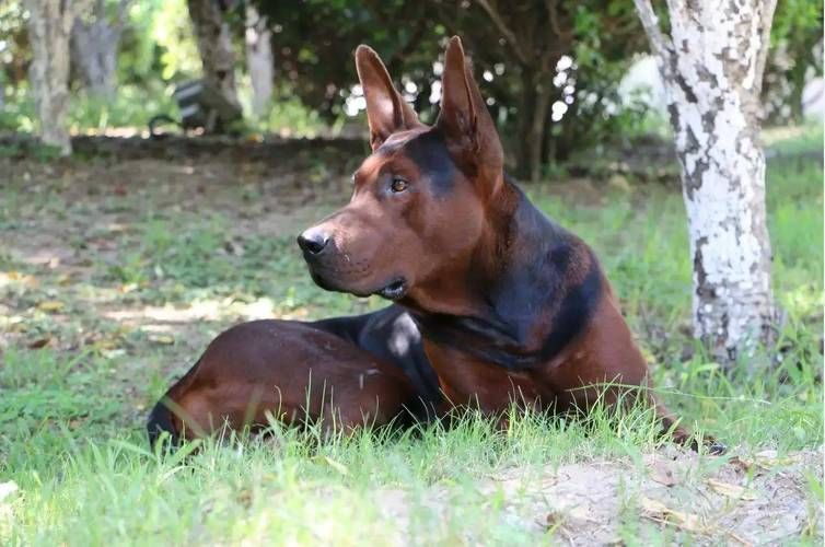 中國紅龍犬的價格是多少，中國紅龍犬市場價格大幅回落，中國紅龍犬的壽命有多長 中國紅龍犬的價格是多少，中國紅龍犬市場價格大幅回落，中國紅龍犬的壽命有多長 龍魚百科 第3張