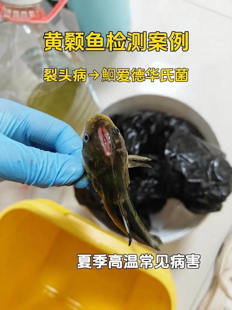 如何判斷魚傷是否感染，如何判斷魚傷是否感染——權(quán)威圖文診斷指南