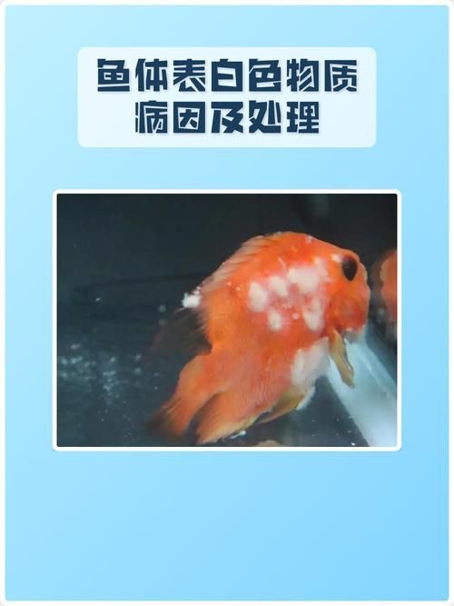 如何判斷魚傷是否感染，如何判斷魚傷是否感染——權(quán)威圖文診斷指南