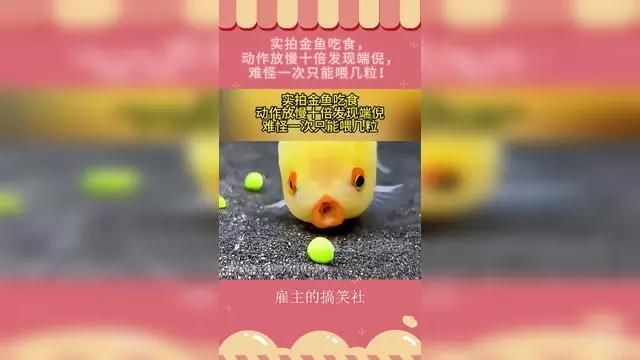 如何判斷金魚是否營養充足，——科學判斷金魚是否營養充足 如何判斷金魚是否營養充足，——科學判斷金魚是否營養充足 龍魚百科 第7張