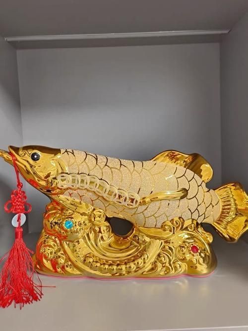 給我一些招財龍魚的圖片，招財龍魚的價格是多少 給我一些招財龍魚的圖片，招財龍魚的價格是多少 龍魚百科 第18張