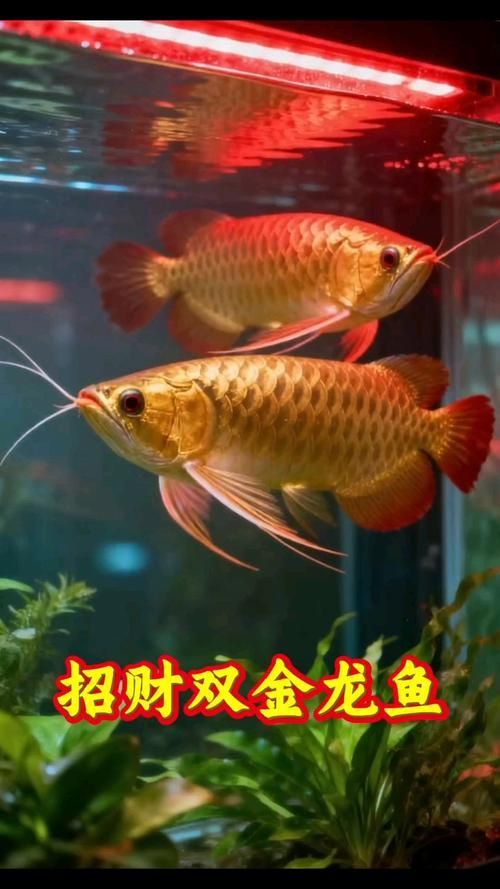 給我一些招財龍魚的圖片，招財龍魚的價格是多少 給我一些招財龍魚的圖片，招財龍魚的價格是多少 龍魚百科 第9張