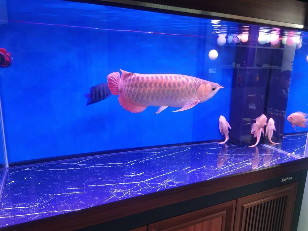 給我一些招財龍魚的圖片，招財龍魚的價格是多少 給我一些招財龍魚的圖片，招財龍魚的價格是多少 龍魚百科 第5張