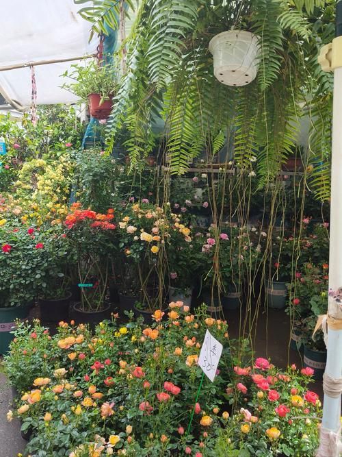 弋江花鳥市場有賣龍魚嗎？，弋江花鳥市場龍魚價格親民，引入多家專業水族店鋪和推薦路線 弋江花鳥市場有賣龍魚嗎？，弋江花鳥市場龍魚價格親民，引入多家專業水族店鋪和推薦路線 龍魚百科 第8張