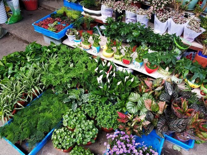 弋江花鳥市場有賣龍魚嗎？，弋江花鳥市場龍魚價格親民，引入多家專業水族店鋪和推薦路線 弋江花鳥市場有賣龍魚嗎？，弋江花鳥市場龍魚價格親民，引入多家專業水族店鋪和推薦路線 龍魚百科 第4張