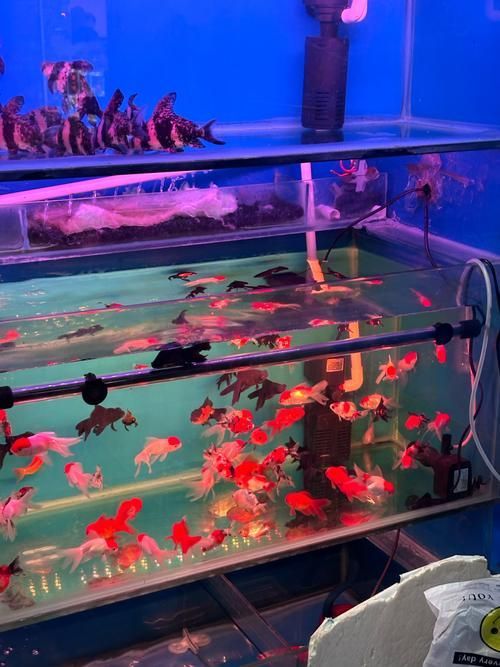 弋江花鳥市場有賣龍魚嗎？，弋江花鳥市場龍魚價格親民，引入多家專業水族店鋪和推薦路線 弋江花鳥市場有賣龍魚嗎？，弋江花鳥市場龍魚價格親民，引入多家專業水族店鋪和推薦路線 龍魚百科 第6張