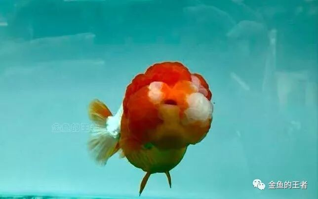 如何判斷金魚受傷程度，arxiv論文arxiv論文助手判斷金魚受傷程度是什么