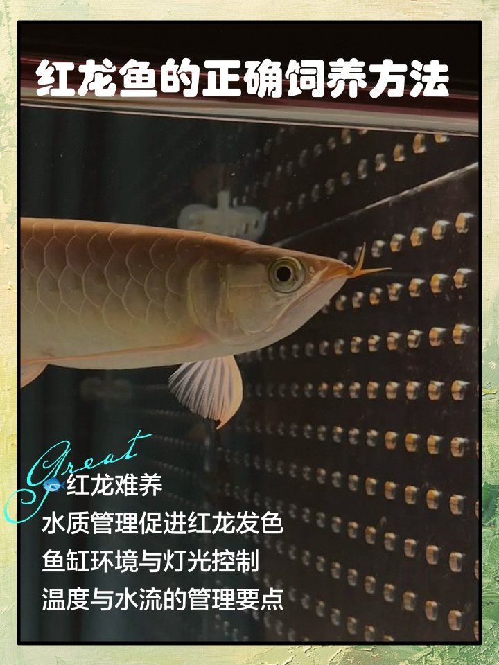 紅龍魚的飼養技巧有哪些，紅龍魚的正確飼養方法 紅龍魚的飼養技巧有哪些，紅龍魚的正確飼養方法 龍魚百科 第1張