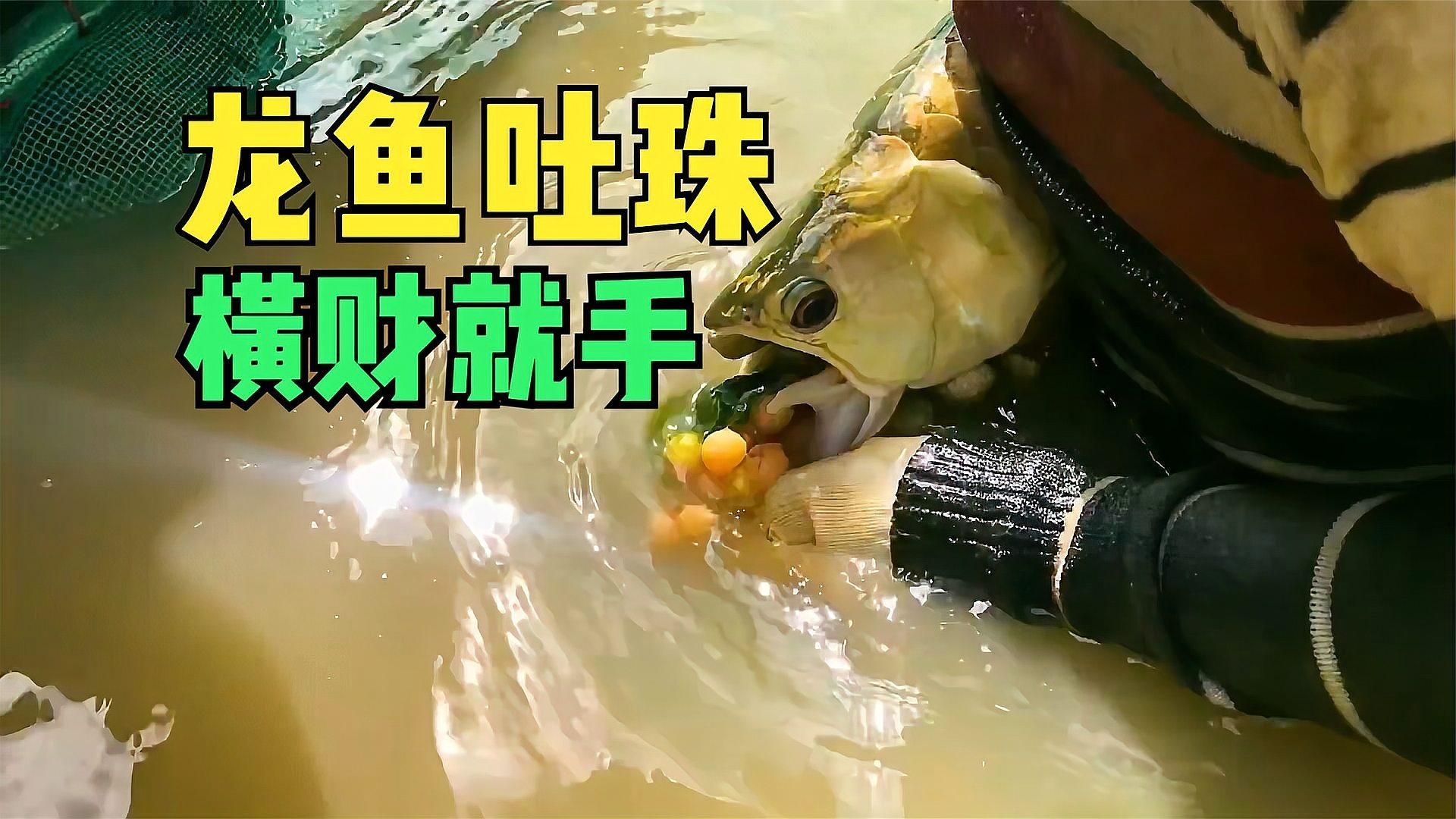 風水魚龍魚的故事，魚指南，一種在中國文化中具有特殊意義的養殖方式 風水魚龍魚的故事，魚指南，一種在中國文化中具有特殊意義的養殖方式 龍魚百科