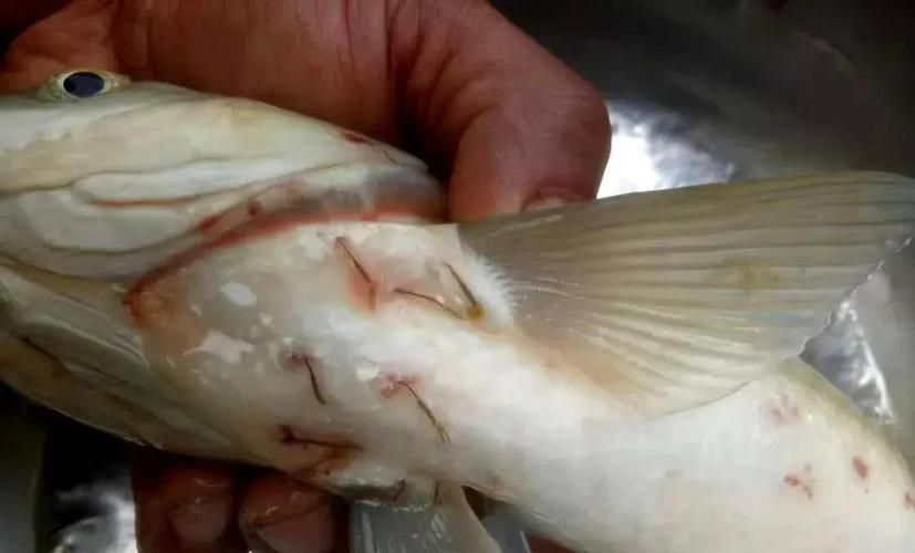 如何判斷龍魚是否感染外寄生蟲，龍魚外寄生蟲診斷 如何判斷龍魚是否感染外寄生蟲，龍魚外寄生蟲診斷 龍魚百科 第5張