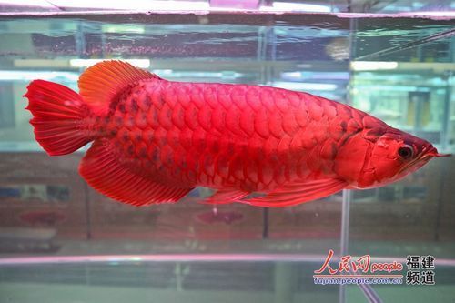 博野龍魚的市場價格是多少？，博野龍魚市場價格走勢如何博野龍魚市場價格走勢
