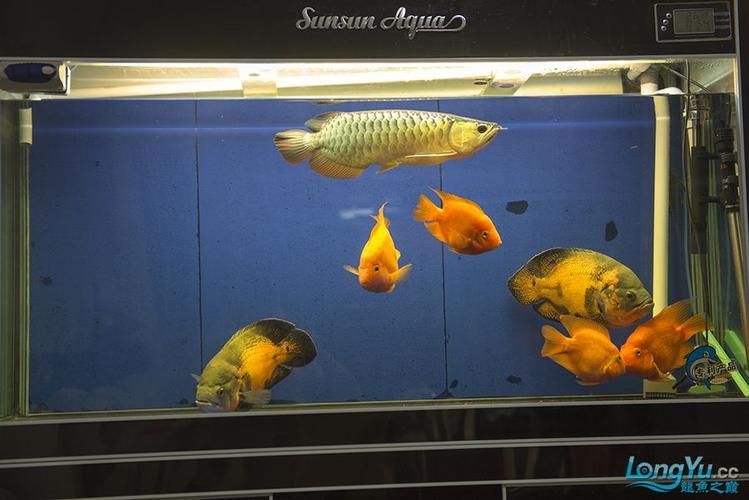 推薦幾款適合龍魚的燈光顏色，養(yǎng)龍魚燈光選擇與布置